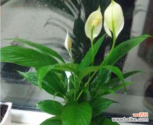 传递幸福与祝福的花语与寓意 花开一帆风顺，生活充满希望