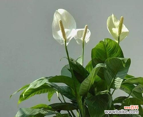 传递幸福与祝福的花语与寓意 花开一帆风顺，生活充满希望