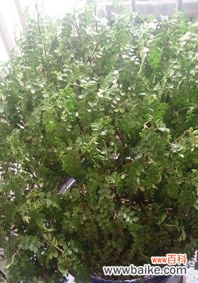 叶子在自然和文化中的重要地位与意义 叶子的象征意义及其代表的价值