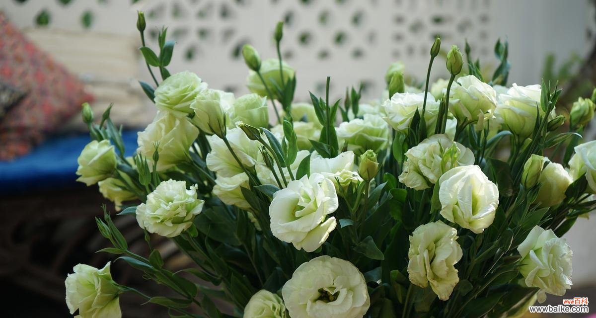 花开如诗 洋桔梗花语之美——传递真挚的情感