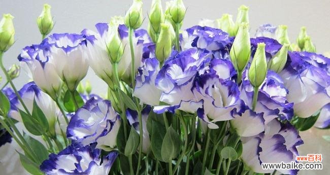 花开如诗 洋桔梗花语之美——传递真挚的情感