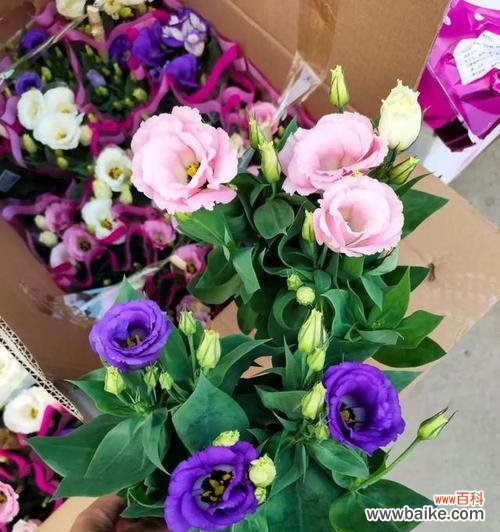 花开如诗 洋桔梗花语之美——传递真挚的情感