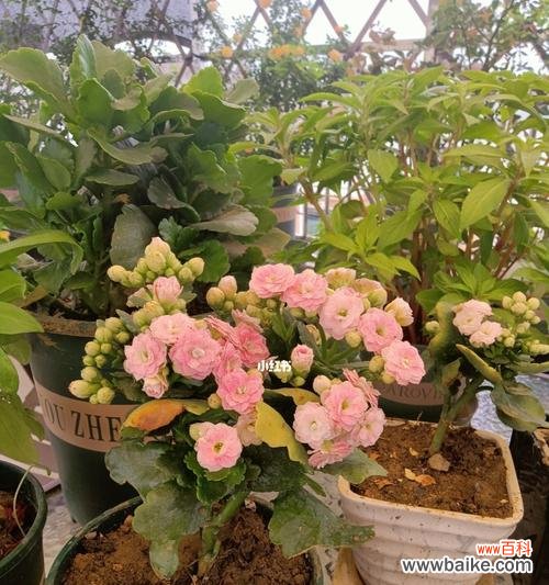 揭秘长寿花各颜色的隐含寓意 长寿花颜色的象征意义