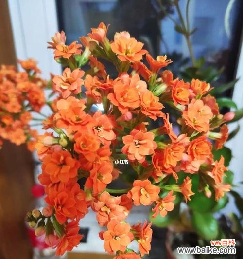 揭秘长寿花各颜色的隐含寓意 长寿花颜色的象征意义