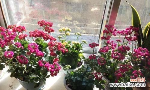 揭秘长寿花各颜色的隐含寓意 长寿花颜色的象征意义