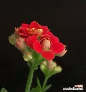 探索长寿花各色的深意 长寿花的颜色寓意