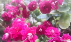 探索自然 长寿花花语幼儿园