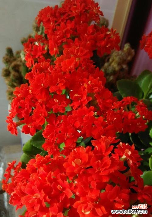 以不同颜色传递的情感与寓意 长寿花的花语之美