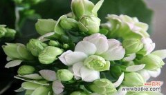 以宫灯长寿花的花语为探索 宫灯长寿花