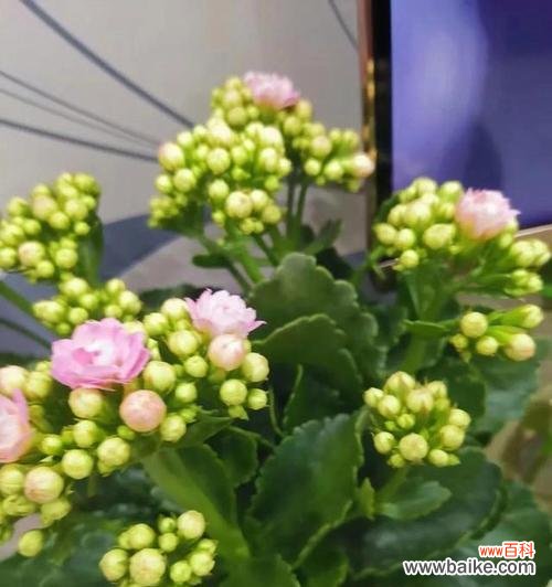 以宫灯长寿花的花语为探索 宫灯长寿花