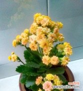 传递生命之美 长寿花的花语与传说