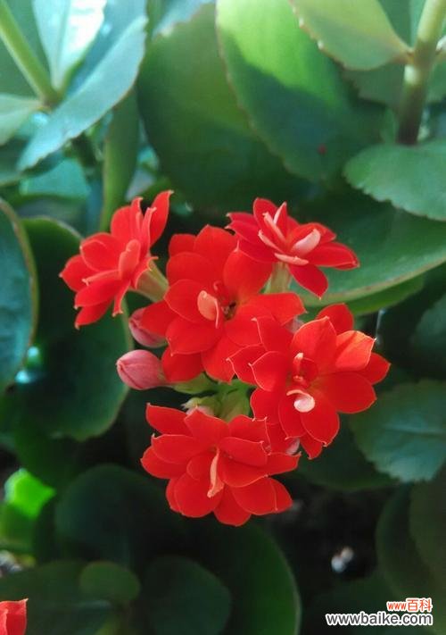 传递祝福与希望 长寿花-生命的延续