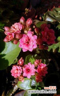 传递祝福与希望 长寿花-生命的延续