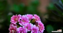 探索长寿花颜色与花语的奥秘 长寿花的神秘之美