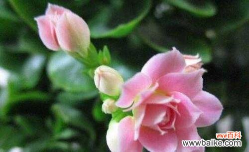 百年长寿的象征与寄托 长寿花的花语与寓意