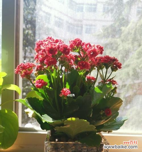 寓意长寿、祝福与繁荣 长寿花