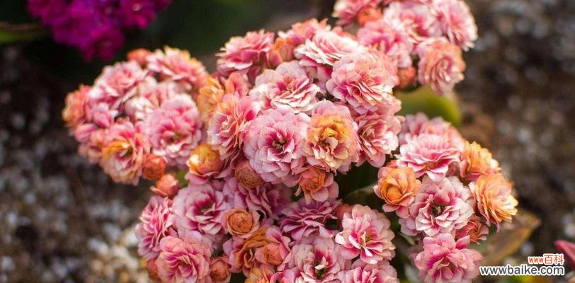 寓意长寿、祝福与繁荣 长寿花