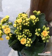 传承万年的长寿之花 长寿花的花语及其寓意