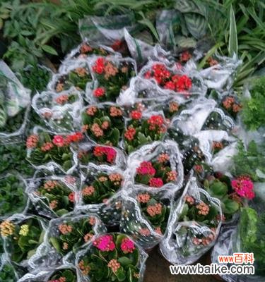 揭开长寿花各种颜色的隐藏寓意 长寿花的色彩意义