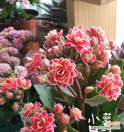 揭开长寿花各种颜色的隐藏寓意 长寿花的色彩意义