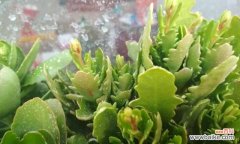 探寻长寿花老化的奥秘 长寿花老化的原因及影响