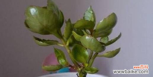 用心灵的花语感悟生活的真谛 长寿花摘心的意义与象征——唤醒内心的美好