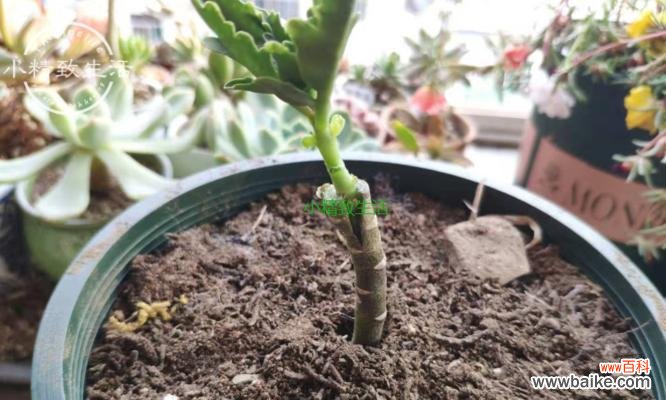 长寿花的生长特点与环境适应力 长寿花语