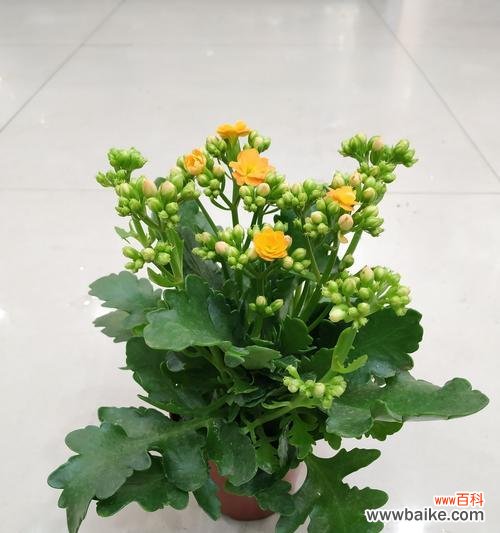 传承千年的神奇符号与福报之源 探秘长寿花语的深层含义