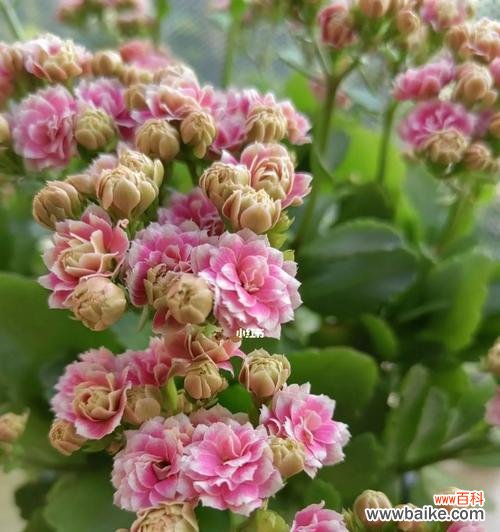 传承千年的神奇符号与福报之源 探秘长寿花语的深层含义