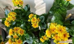 揭开长寿花摘心的神秘面纱 长寿花摘心