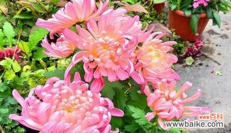 以长寿菊为主题的花语解析与寓意 长寿菊花语的深意——生命的坚韧与希望