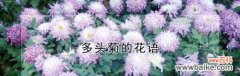 以长寿菊为主题的花语解析与寓意 长寿菊花语的深意——生命的坚韧与希望