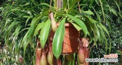 探寻猪笼草的象征意义 猪笼草花语的意义