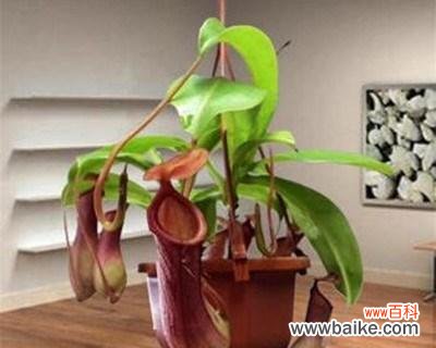 探寻猪笼草的象征意义 猪笼草花语的意义