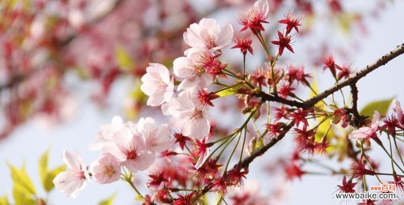 探寻樱花的神秘语言 樱花的花语与象征意义