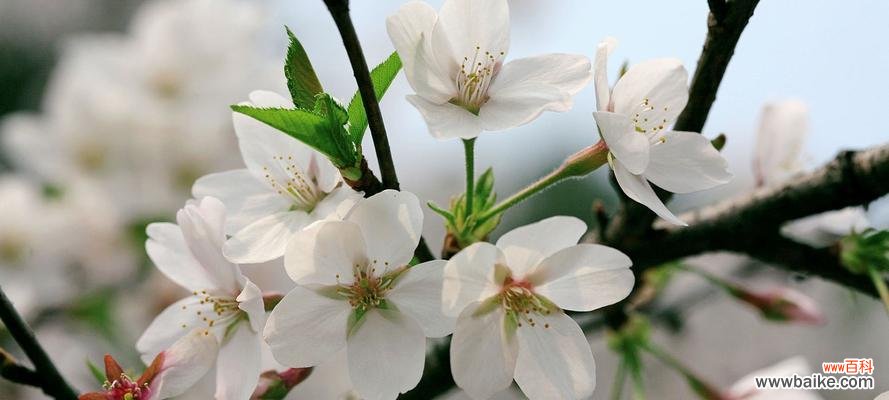 探寻樱花的神秘语言 樱花的花语与象征意义