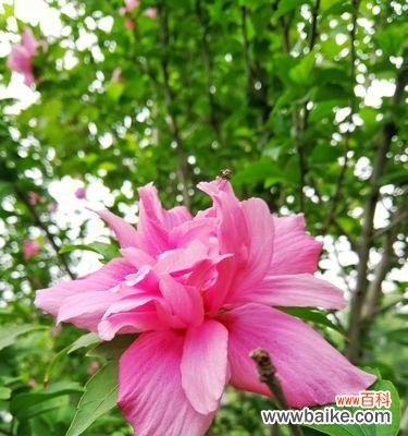 探究木槿花的象征与意义 木槿花的含义