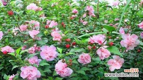 探究木槿花的象征与意义 木槿花的含义