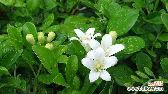 探秘九里香的美丽传说 九里香花语与寓意