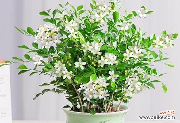 探秘九里香的美丽传说 九里香花语与寓意