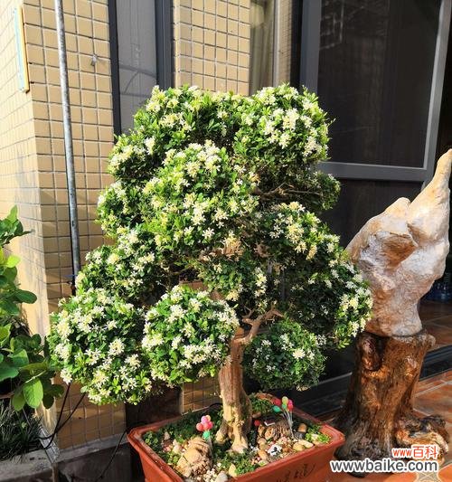 探秘九里香的美丽传说 九里香花语与寓意