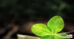 解读幸运符号的独特魅力 四叶草的花语与象征意义