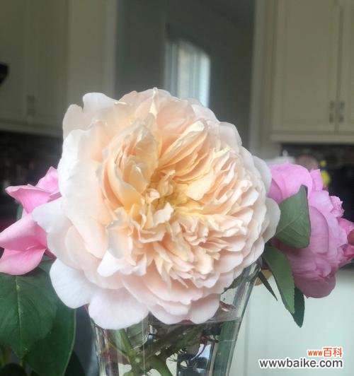 从鲜切花的类型、颜色到花语一一解析 揭秘鲜切花的含义