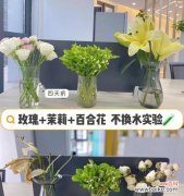 从鲜切花的类型、颜色到花语一一解析 揭秘鲜切花的含义