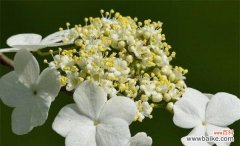 解读琼花的意义与象征、揭秘琼花文化的传承 琼花花语之深情纯爱