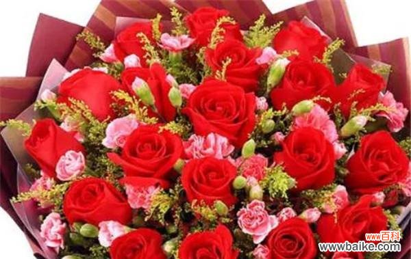 了解玫瑰花所代表的含义及数量 玫瑰花的象征意义