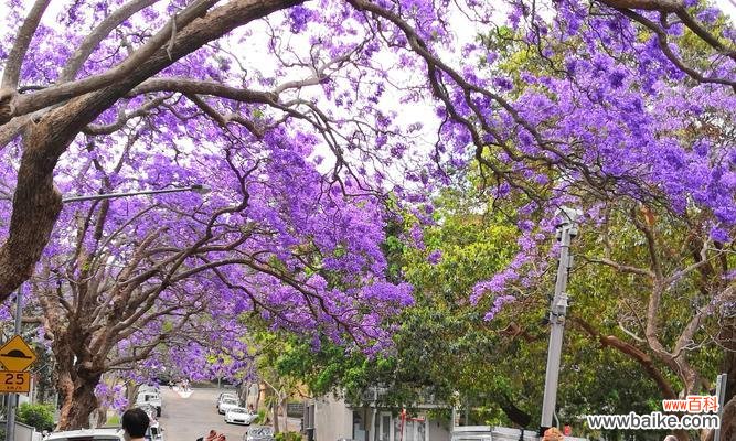 揭示蓝楹花语的隐含信息 蓝楹花语的深层含义