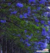 揭示蓝楹花语的隐含信息 蓝楹花语的深层含义