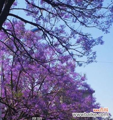 揭示蓝楹花语的隐含信息 蓝楹花语的深层含义
