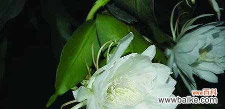 追寻仙女足迹的神秘之花 传说与花语,解读令人神往的仙女花——曼陀罗花